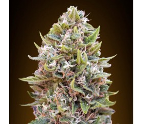 Auto Cheese Berry de 00 Seeds