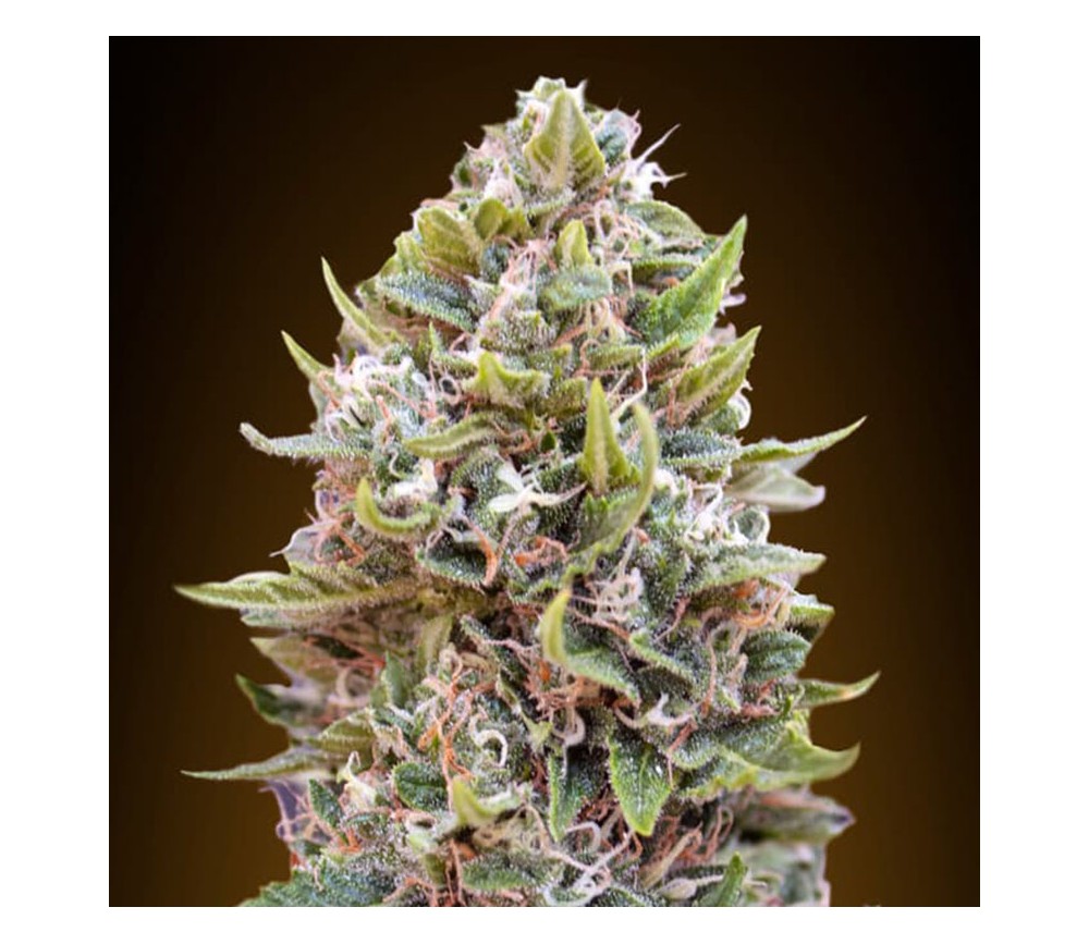 Auto Cheese Berry de 00 Seeds est une variété de cannabis autofloraison créée par le célèbre producteur de graines de cannabis,