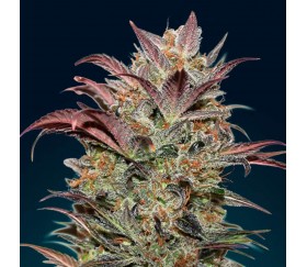 Auto Chocolate Cream de 00 Seeds