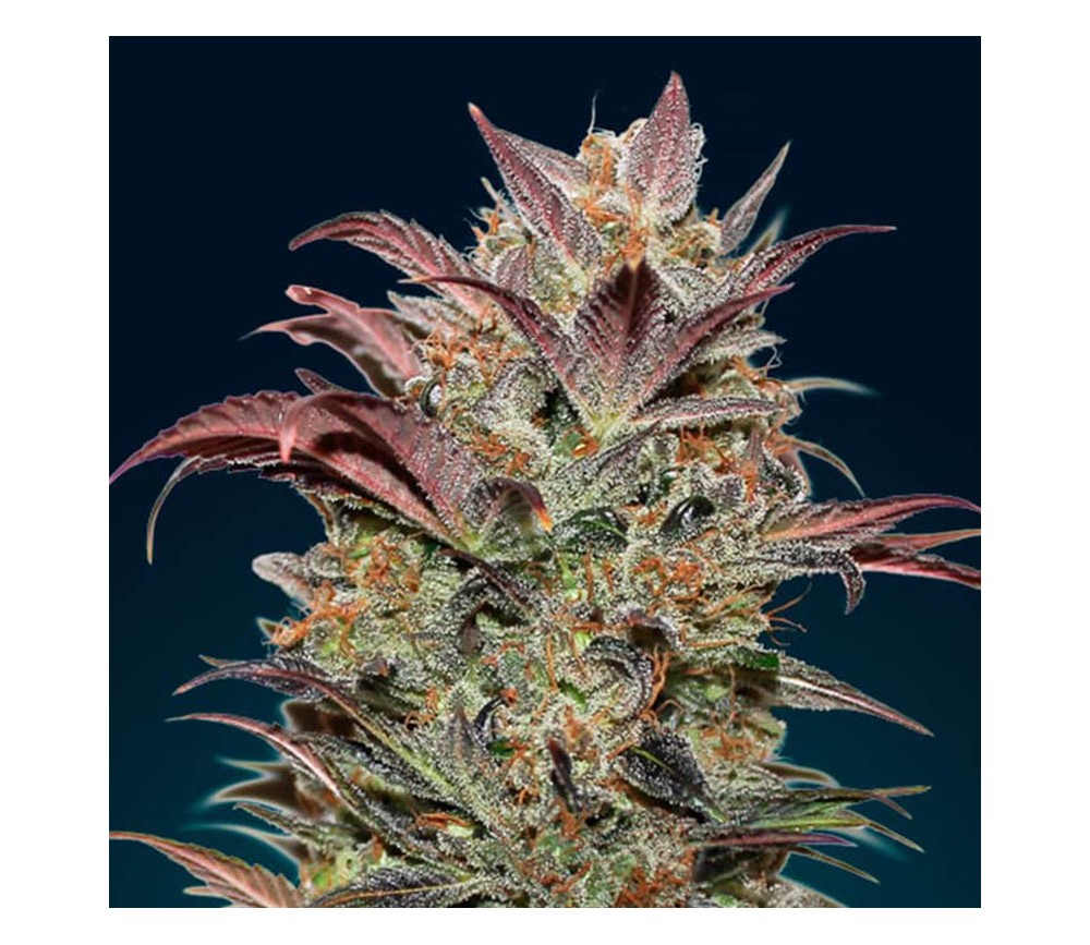 Auto Chocolate Cream de 00 Seeds