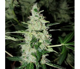 Auto Chocolate Kush de 00 Seeds