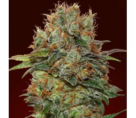 Auto Chocolate Kush de 00 Seeds est une variété de cannabis à autofloraison disponible chez 00 Seeds. Cette souche est réputée