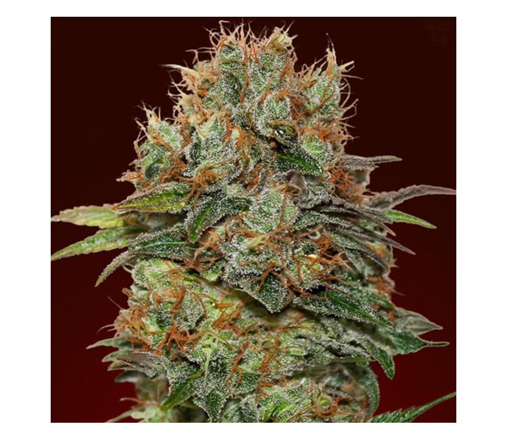 Auto Chocolate Kush de 00 Seeds