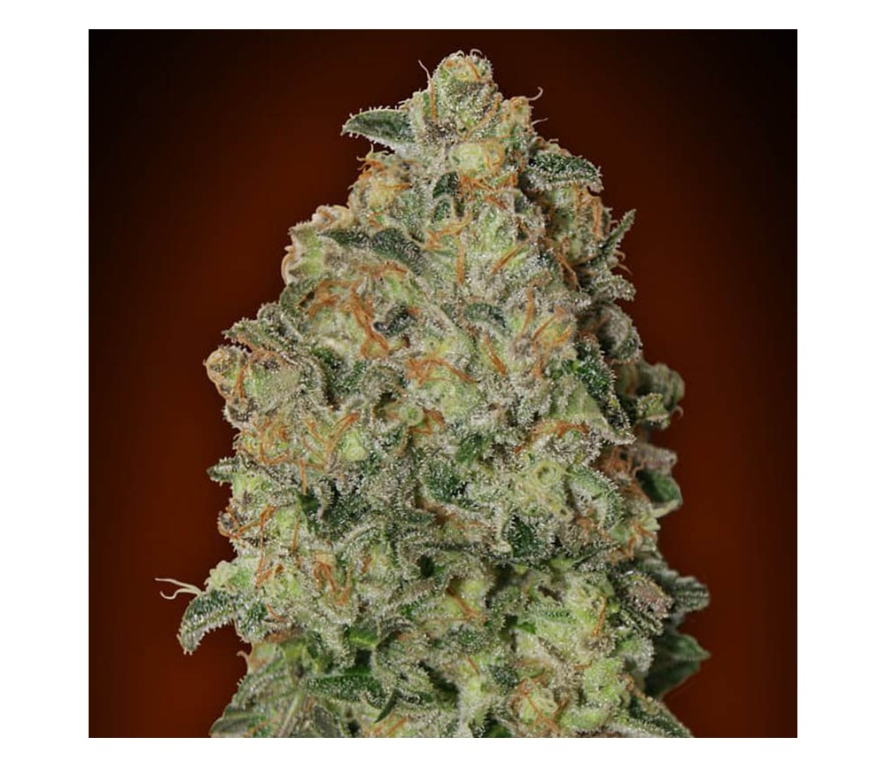 Auto Chocolate Skunk de 00 Seeds

Auto Chocolate Skunk est une variété de graines de cannabis autofloraison produite par 00