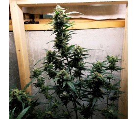 Auto Chocolate Skunk de 00 Seeds es una variedad de cannabis autofloreciente que destaca por su sabor y aroma intensos a