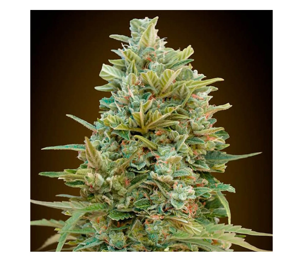 Auto Do-Si-Dos Cookies de 00 Seeds