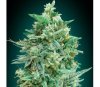 Auto Northern Lights XXL de 00 Seeds est une variété de cannabis autofloraison réalisée par le célèbre cultivateur espagnol 00