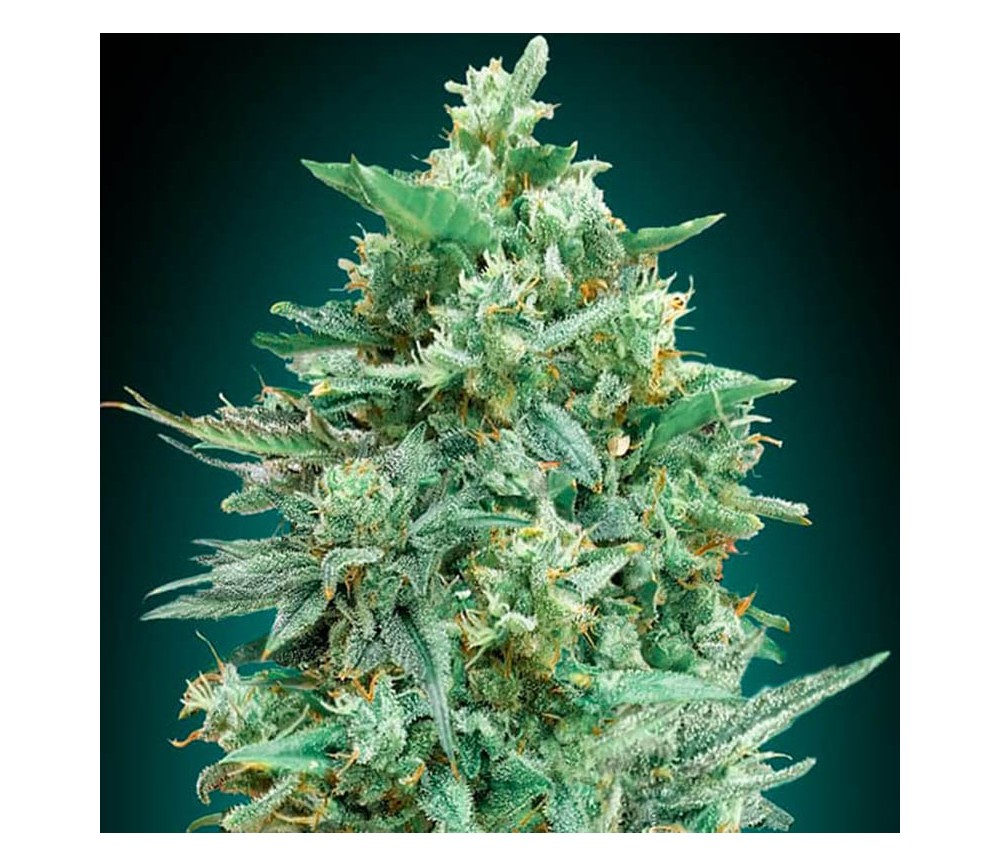 Auto Northern Lights XXL de 00 Seeds est une variété de cannabis autofloraison réalisée par le célèbre cultivateur espagnol 00