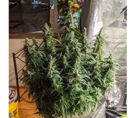 Auto Northern Lights XXL de 00 Seeds est une variété de cannabis autofloraison réalisée par le célèbre cultivateur espagnol 00