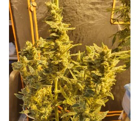 Auto Sweet Critical de 00 Seeds