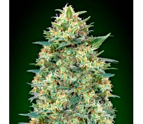 Auto White Widow de 00 Seeds