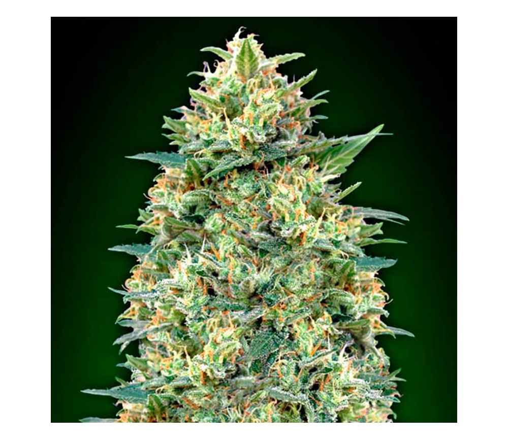 Auto White Widow de 00 Seeds