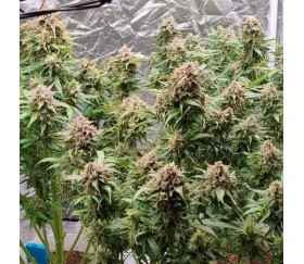 Auto White Widow XXL de 00 Seeds