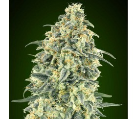 Auto White Widow XXL de 00 Seeds