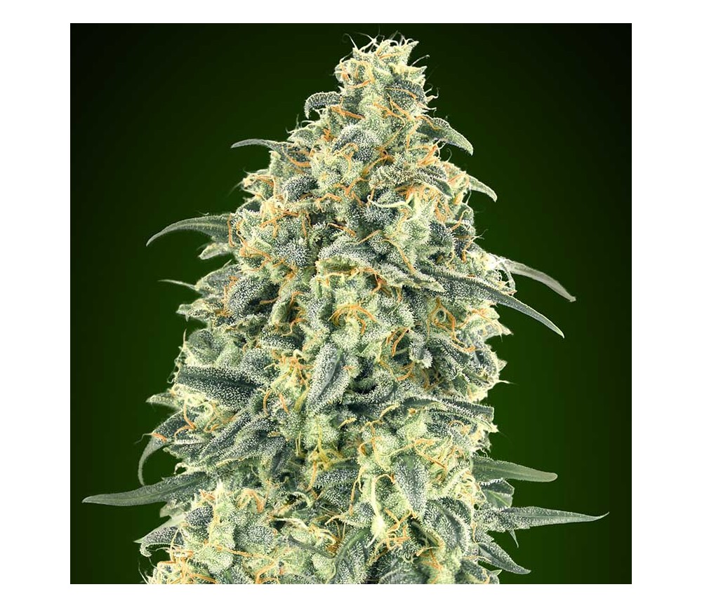 Auto White Widow XXL de 00 Seeds