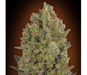 00 Cheese de 00 Seeds