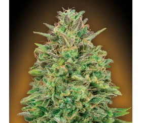 00 Skunk de 00 Seeds