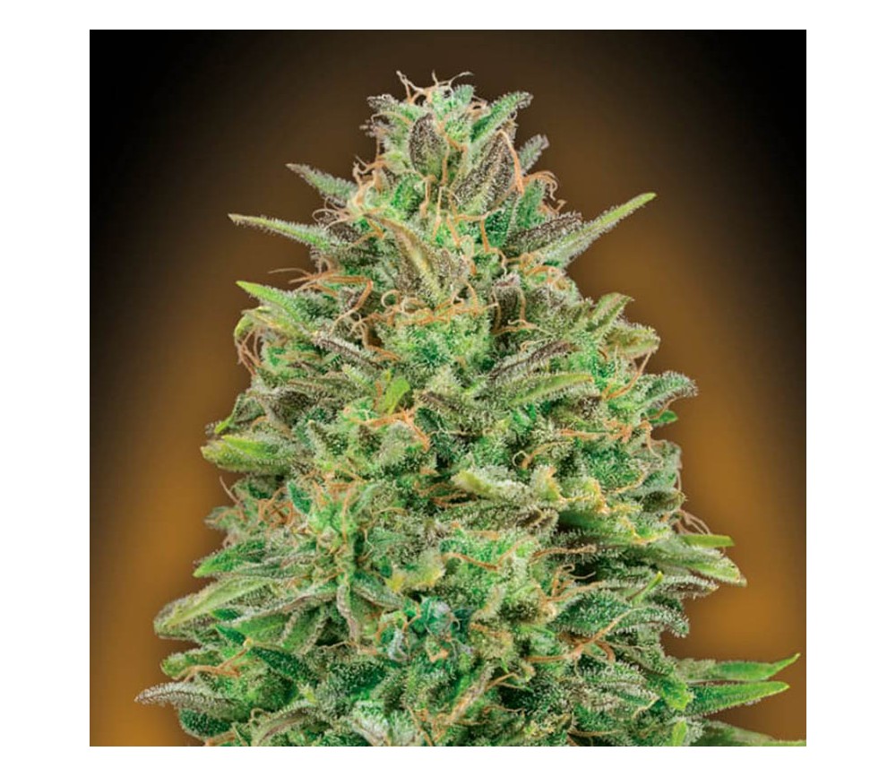 00 Skunk de 00 Seeds