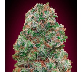 Bubble Gum by 00 Seeds 

Bubble Gum is a strain developed by 00 Seeds, a renowned seed bank from Spain. This hybrid variety is