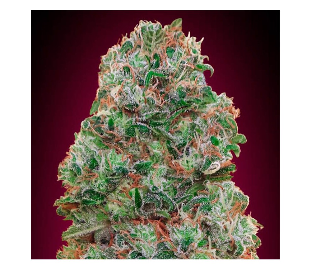 Bubble Gum by 00 Seeds 

Bubble Gum is a strain developed by 00 Seeds, a renowned seed bank from Spain. This hybrid variety is