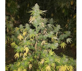 Bubble Gum by 00 Seeds 

Bubble Gum is a strain developed by 00 Seeds, a renowned seed bank from Spain. This hybrid variety is