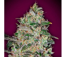 Bubble Gum Fast de 00 Seeds