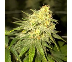 Bubble Gum Fast de 00 Seeds