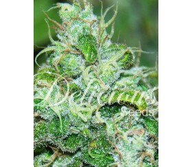 Fruity Chronic Juice de Delicious Seeds