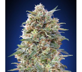 California Kush de 00 Seeds