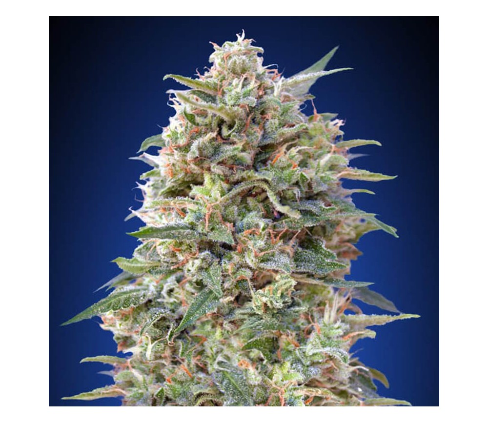 California Kush de 00 Seeds