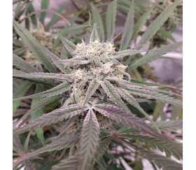 California Kush de 00 Seeds