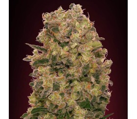 Caramel Kush de 00 Seeds