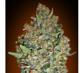 Cheese Berry de 00 Seeds