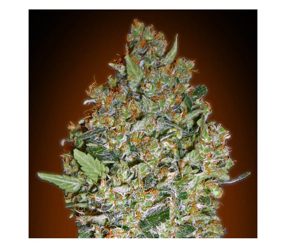 Cheese Berry de 00 Seeds