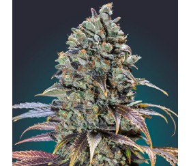 Chocolate Dream de 00 Seeds