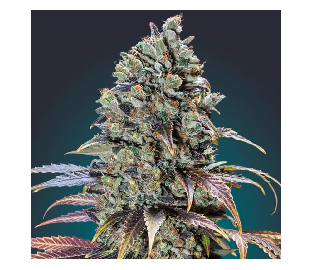 Chocolate Dream de 00 Seeds