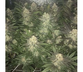 Chocolate Dream de 00 Seeds