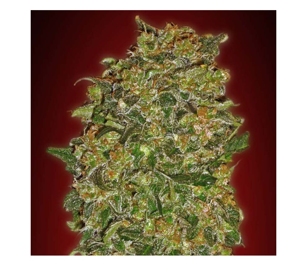 Chocolate Kush de 00 Seeds