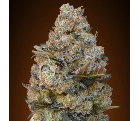 Chocolate Kush de 00 Seeds