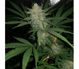 Chocolate Kush de 00 Seeds