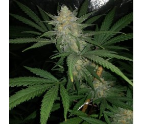 Chocolate Kush de 00 Seeds