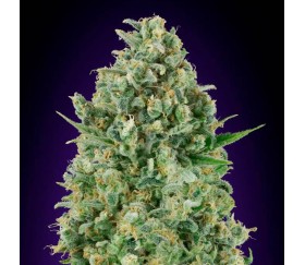 Critical Poison de 00 Seeds