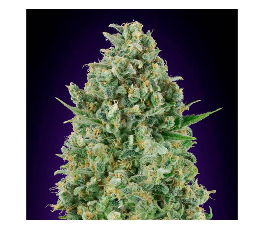 Critical Poison de 00 Seeds