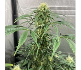 Critical Poison Fast de 00 Seeds