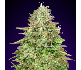 Critical Poison Fast de 00 Seeds