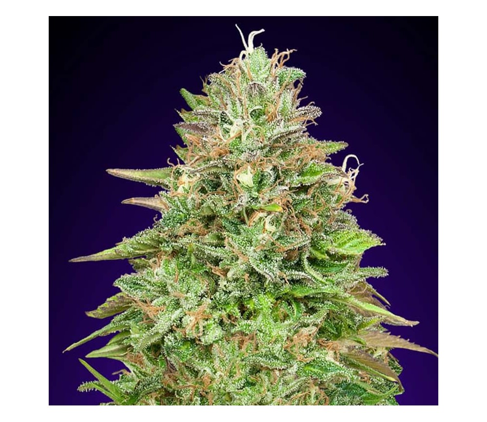 Critical Poison Fast de 00 Seeds