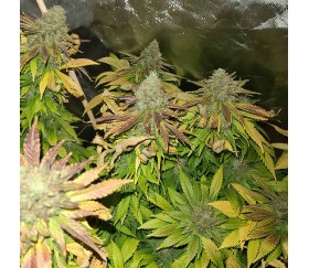 Do-Si-Dos Cookies de 00 Seeds