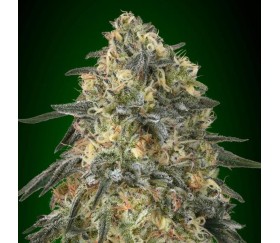 Gorilla de 00 Seeds