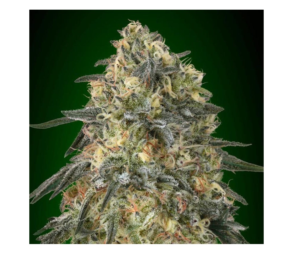 Gorilla de 00 Seeds