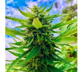 Northern Lights de 00 Seeds